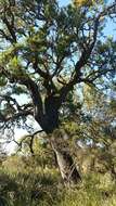 Image of Nuytsia floribunda (Labill.) R. Br.