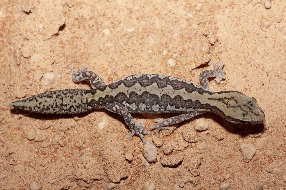 Image of Ornate Stone Gecko