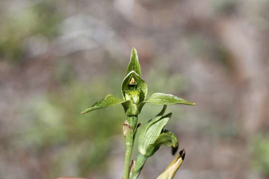 Image of Chloraea viridiflora Poepp.