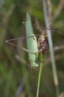 Image of Texas Bush Katydid