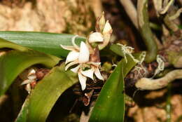 Imagem de Angraecum bracteosum Balf. fil. & S. Moore