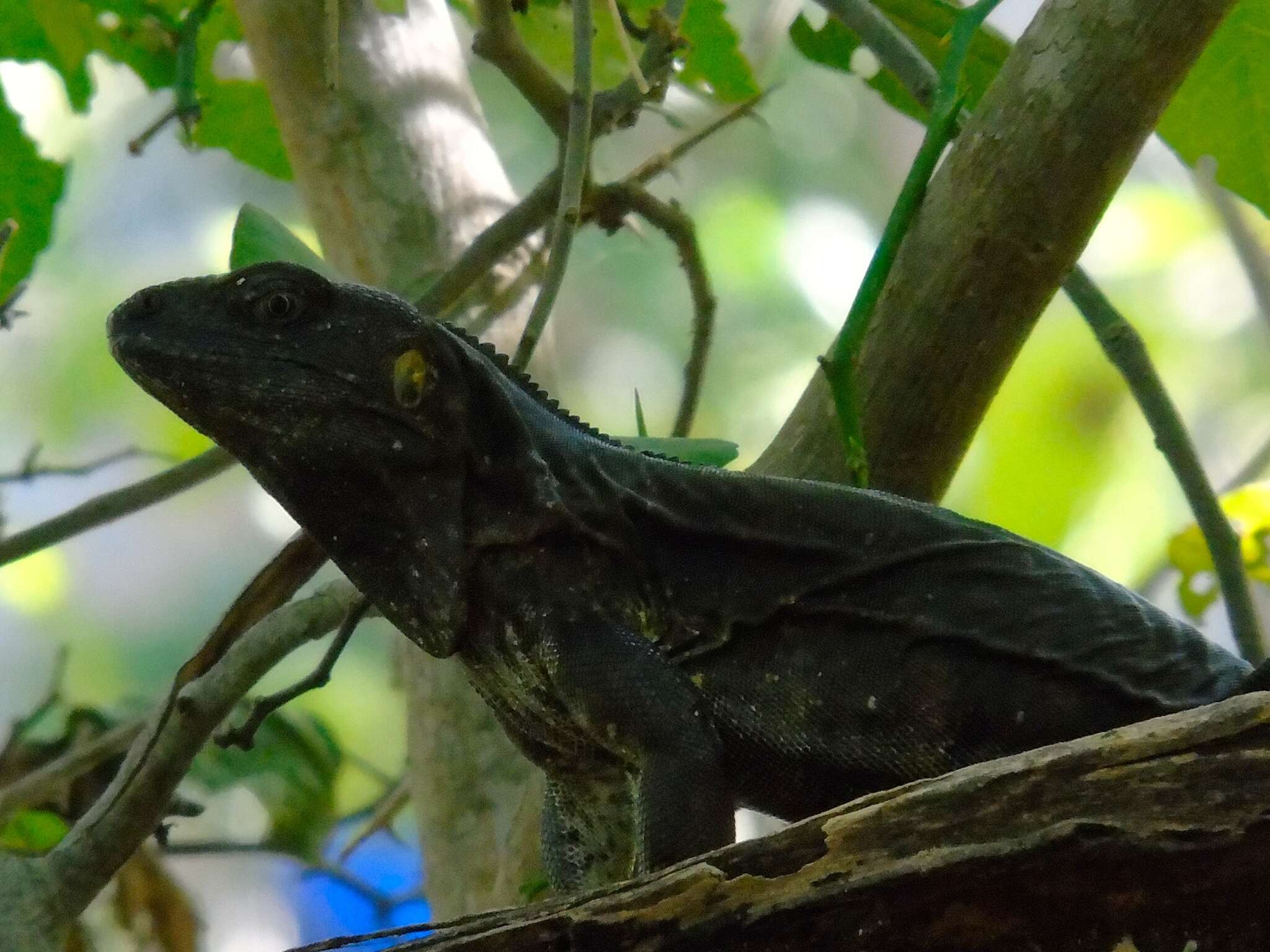 Image of Western Spiny-tailed Iguana