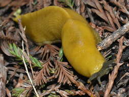 Image of California Banana Slug