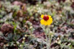 Image of Helenium laciniatum A. Gray