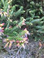 Image of Taiwan Fir