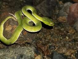 Image of Malcolm’s pitviper