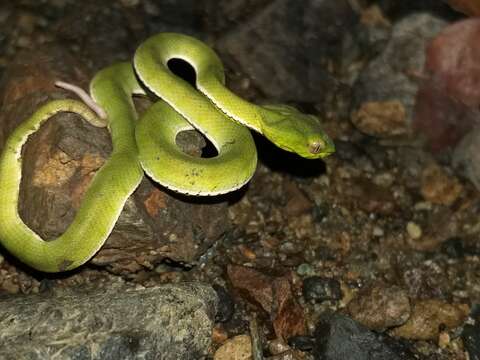 Trimeresurus sumatranus (Raffles 1822)的圖片