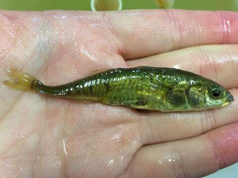 Image of Iceland stickleback