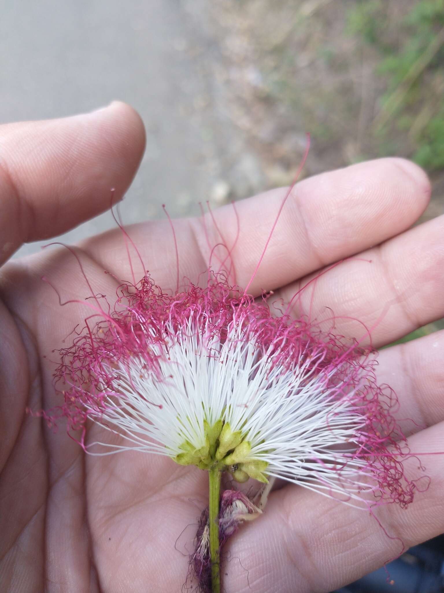 Imagem de Calliandra pittieri Standl.