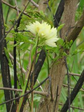 Image of Eulophia ensata Lindl.