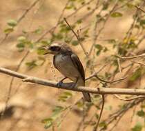 Image de Tephrodornis Swainson 1832