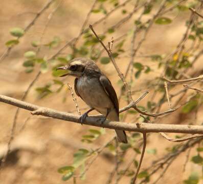 Слика од Tephrodornis Swainson 1832