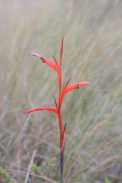 Gladiolus abbreviatus Andrews resmi