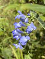 Imagem de <i>Salvia <i>azurea</i></i> subsp. azurea