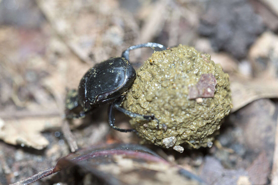 Paragymnopleurus maurus (Sharp 1875) resmi