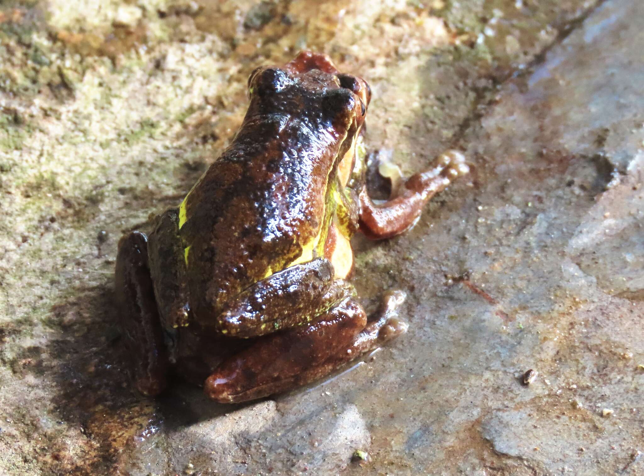 Sivun Dendropsophus luteoocellatus (Roux 1927) kuva