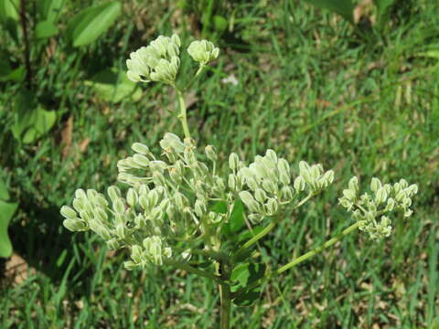 Image of groovestem Indian plantain