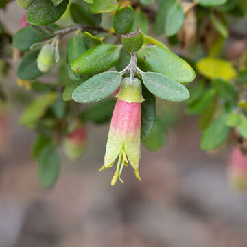 Image of Correa glabra var. turnbullii (Ashby) Paul G. Wilson