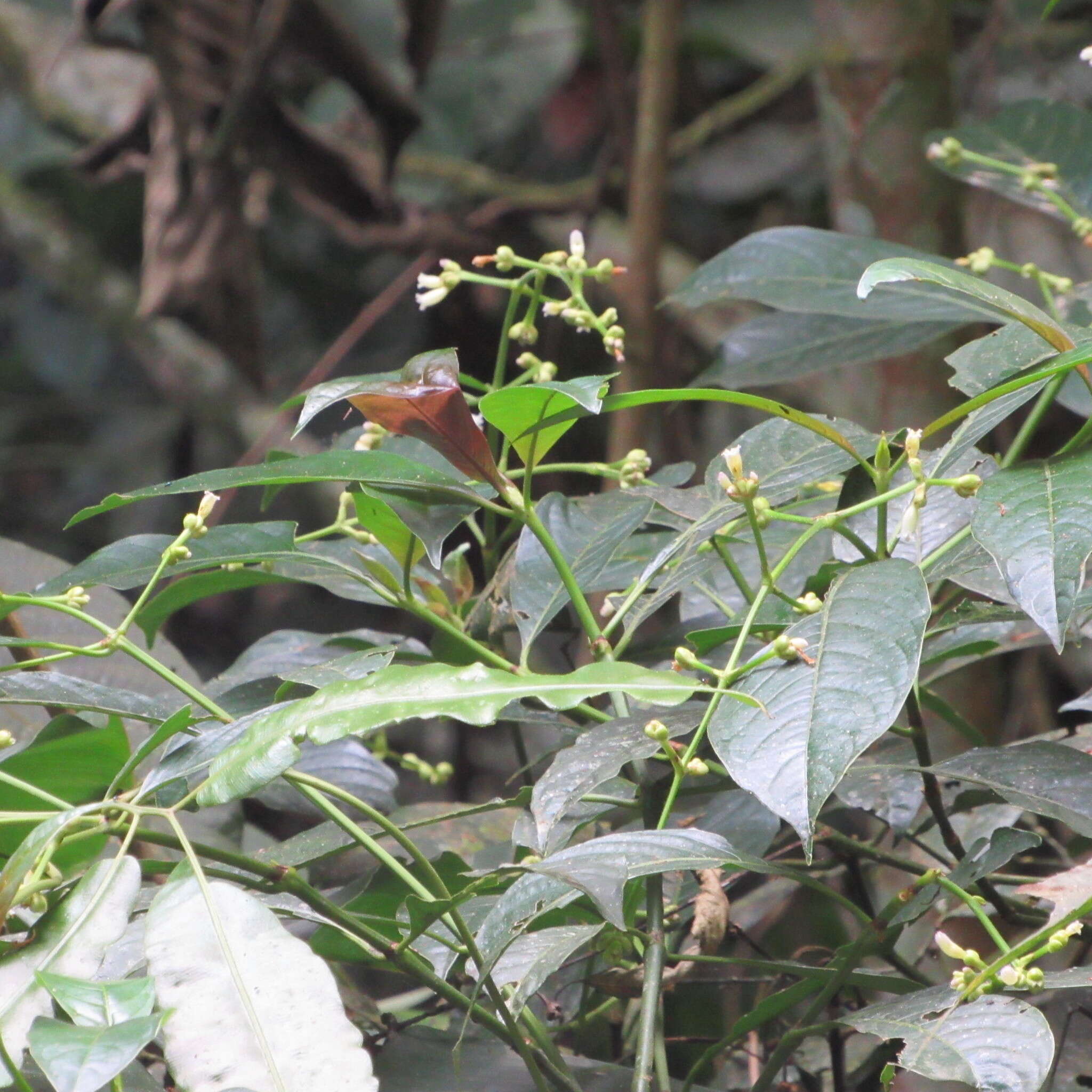 Image of Palicourea caerulea (Ruiz & Pav.) Schult.