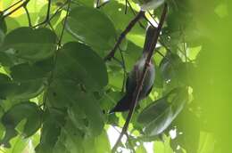 Image of Sharpe's Apalis