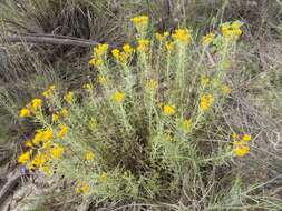 Image of Rusby's goldenbush