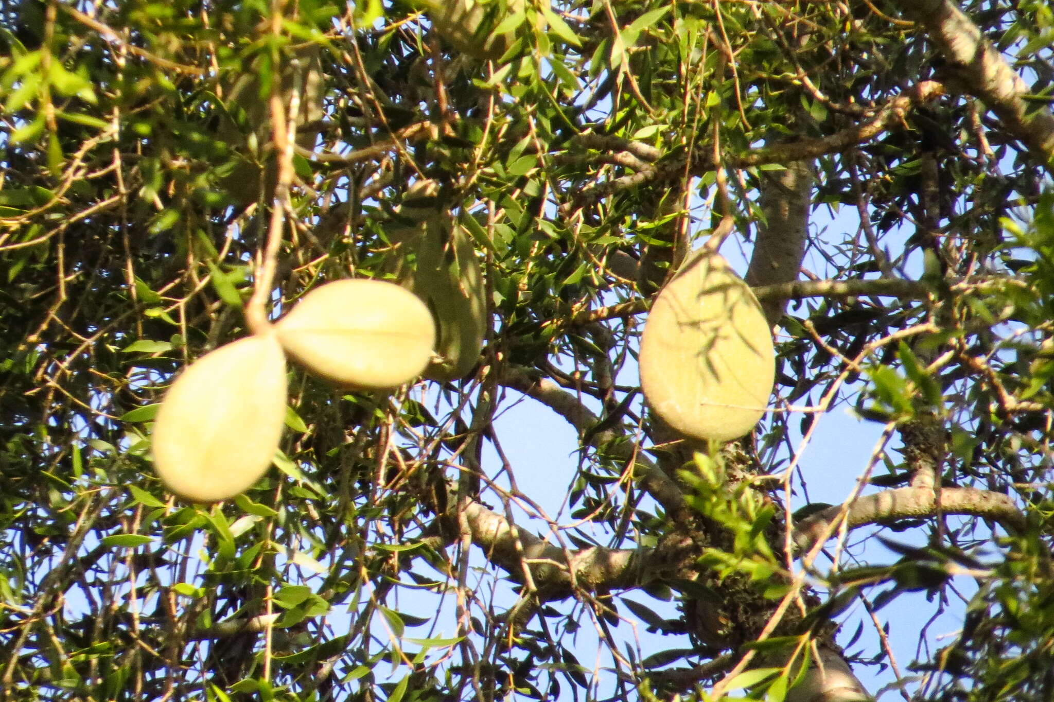 صورة Aspidosperma quebracho-blanco Schltdl.