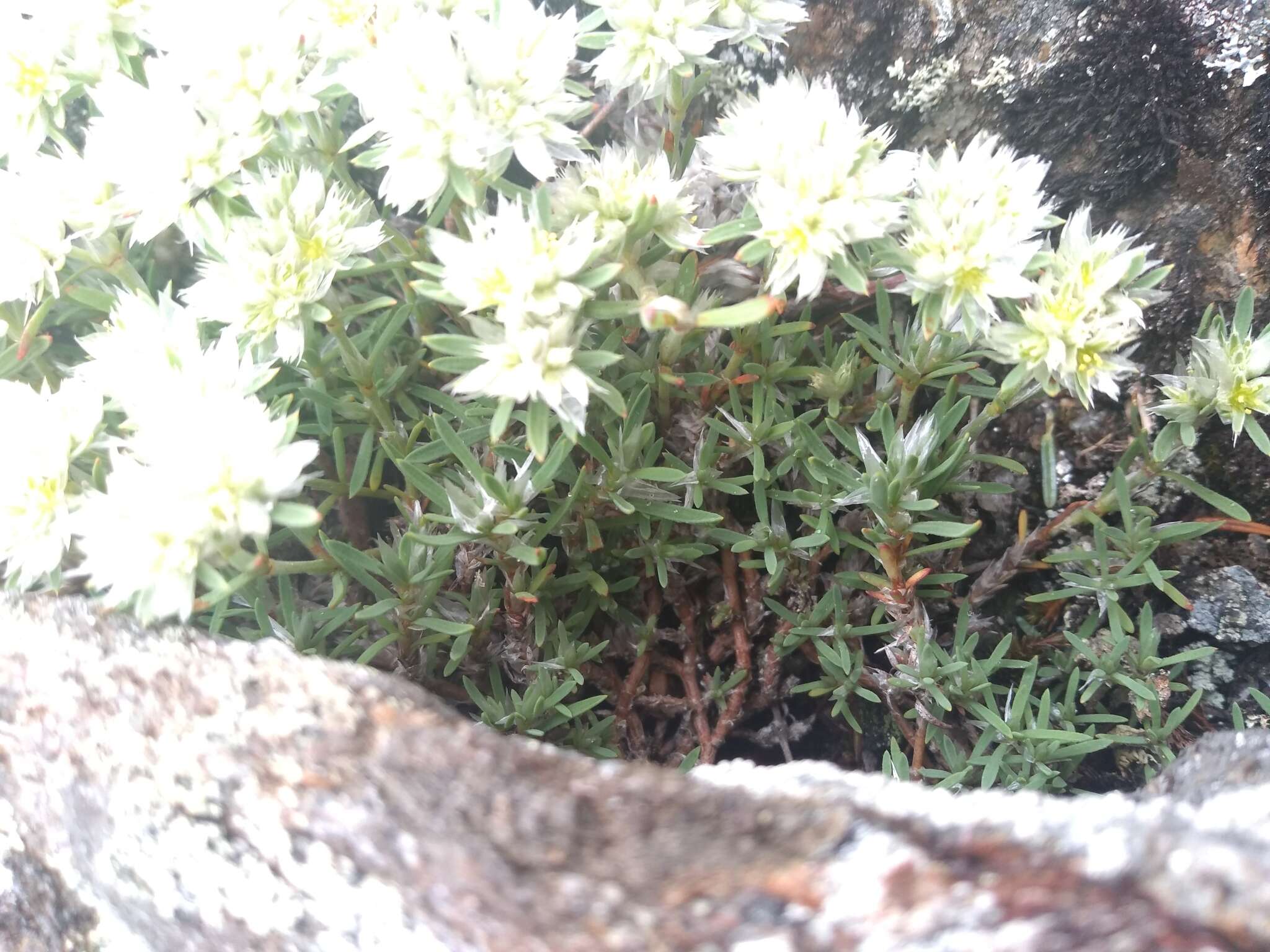 Image of silvery nailwort