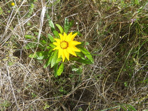 Imagem de Gazania pectinata (Thunb.) Hartweg