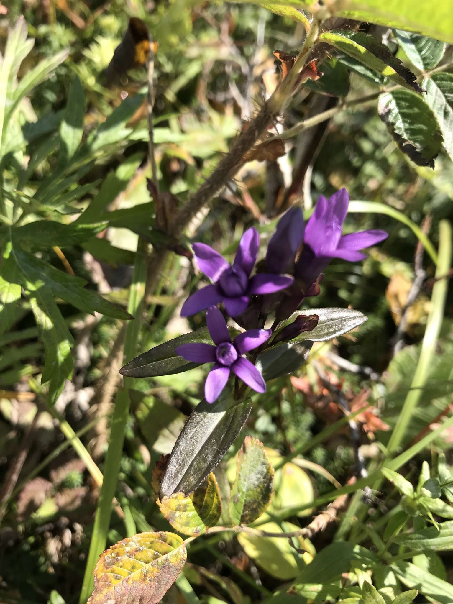 Image of eared dwarf gentian