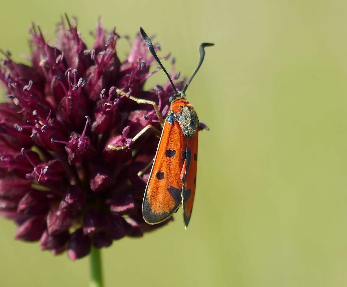 Image of Zygaena laeta Hübner 1790