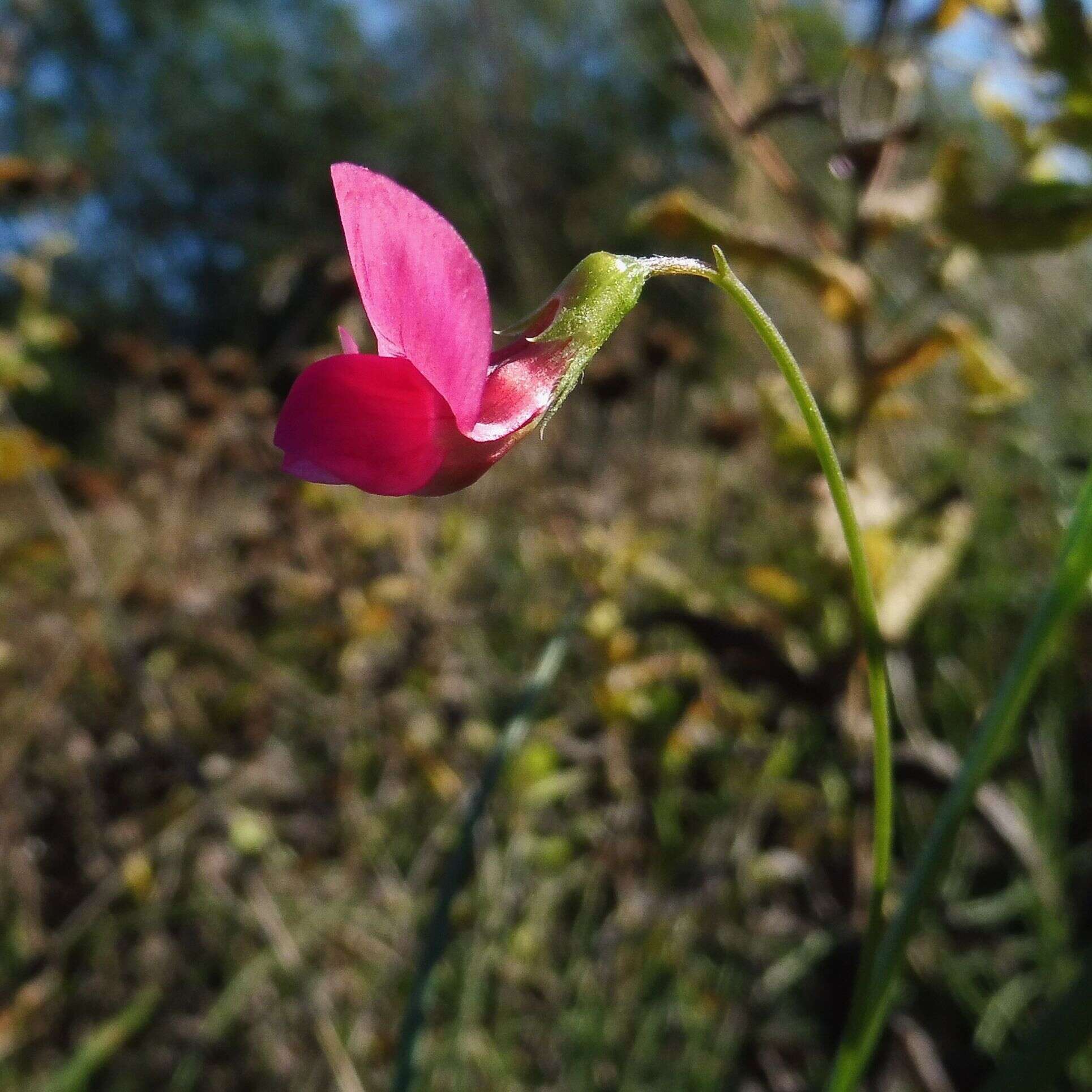 Image of Grass Vetchling