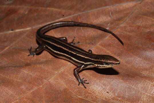 Image of Kopstein's Emo Skink