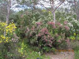 Image of Erica australis subsp. aragonensis