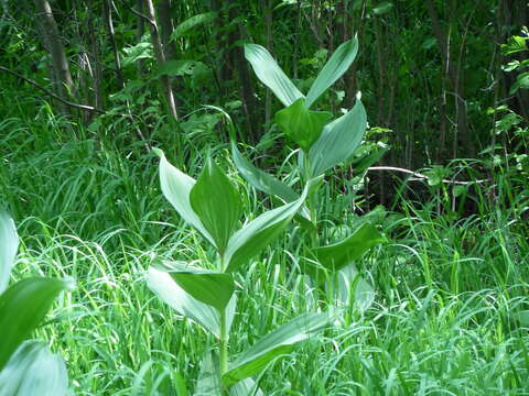 Image of White Hellebore