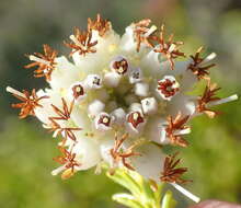 Image of Erica bruniifolia Salisb.