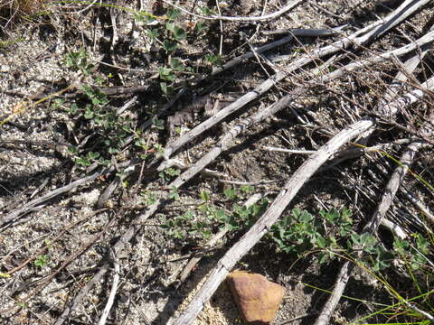 Imagem de Indigofera mauritanica (L.) Thunb.