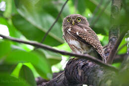 Image of Glaucidium cuculoides bruegeli (Parrot 1908)