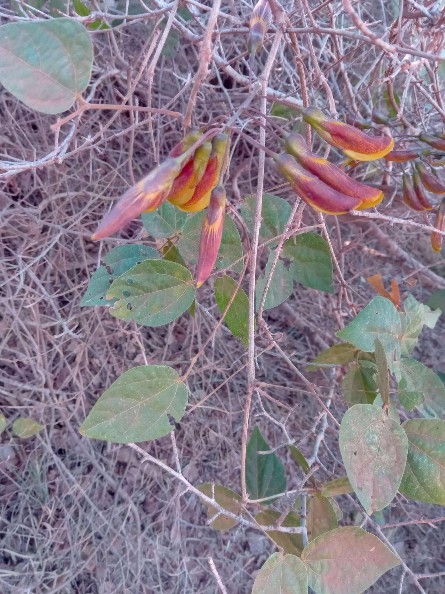 Plancia ëd Rhynchosia baukea Du Puy & Labat