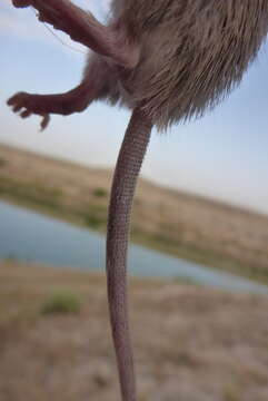 Image of Cairo Spiny Mouse