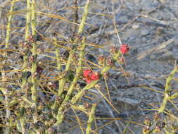 Image of Christmas Cactus