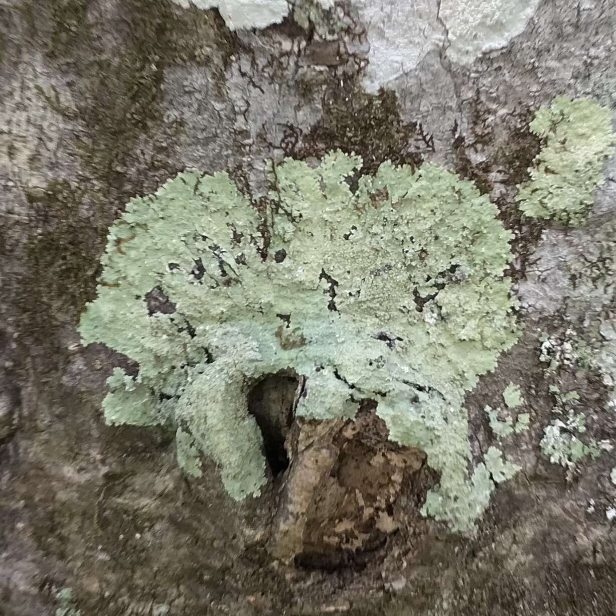 Image of dirinaria lichen