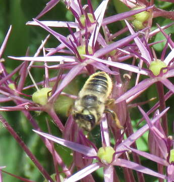 Megachile perihirta Cockerell 1898 resmi