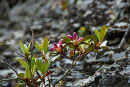 Image of Rhododendron smokianum Ralf Bauer & Albach