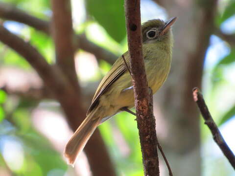 Plancia ëd Rhynchocyclus brevirostris (Cabanis 1847)