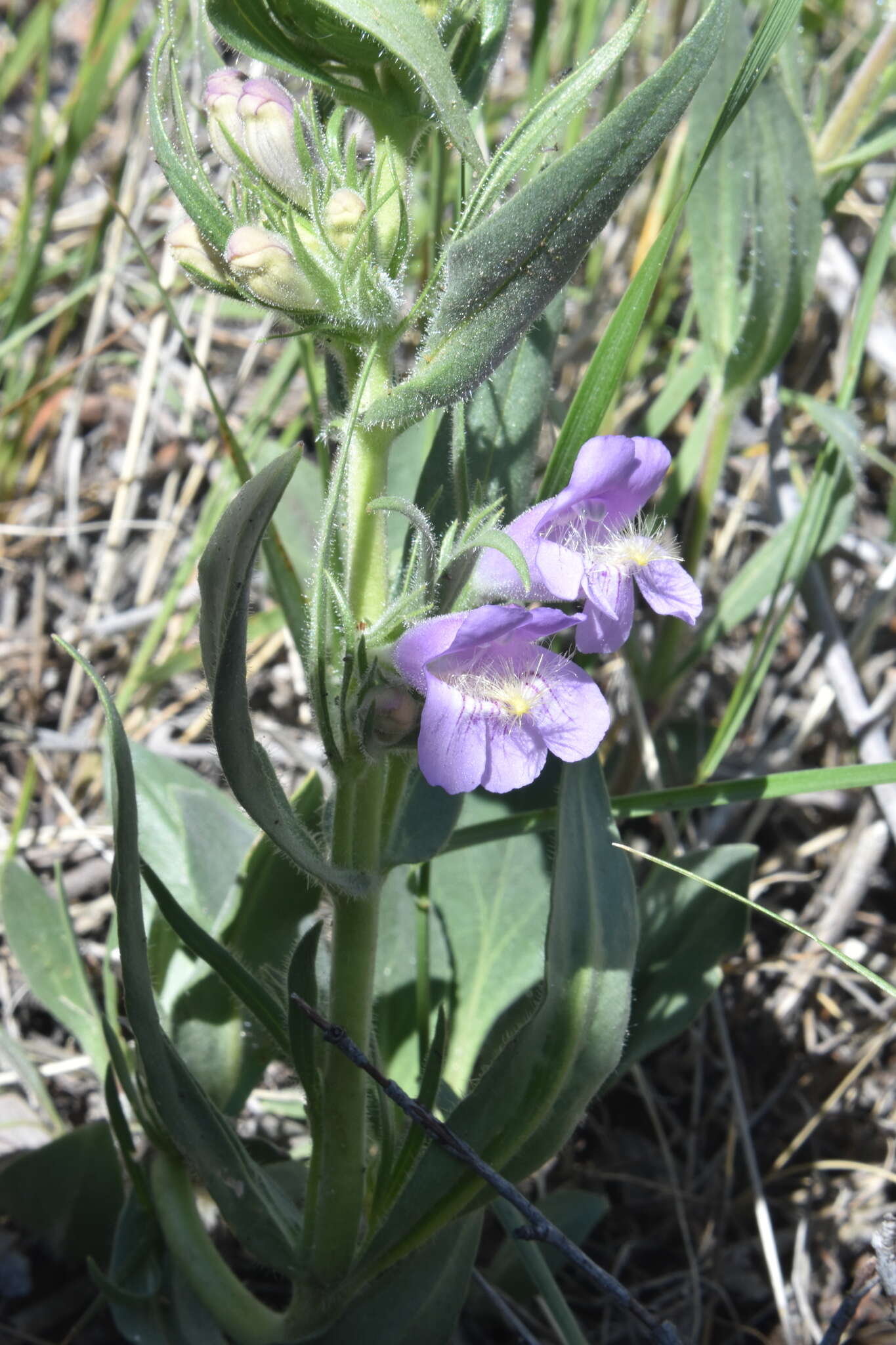 Image of fuzzytongue penstemon