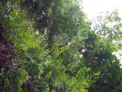 Image of Lilium speciosum Thunb.