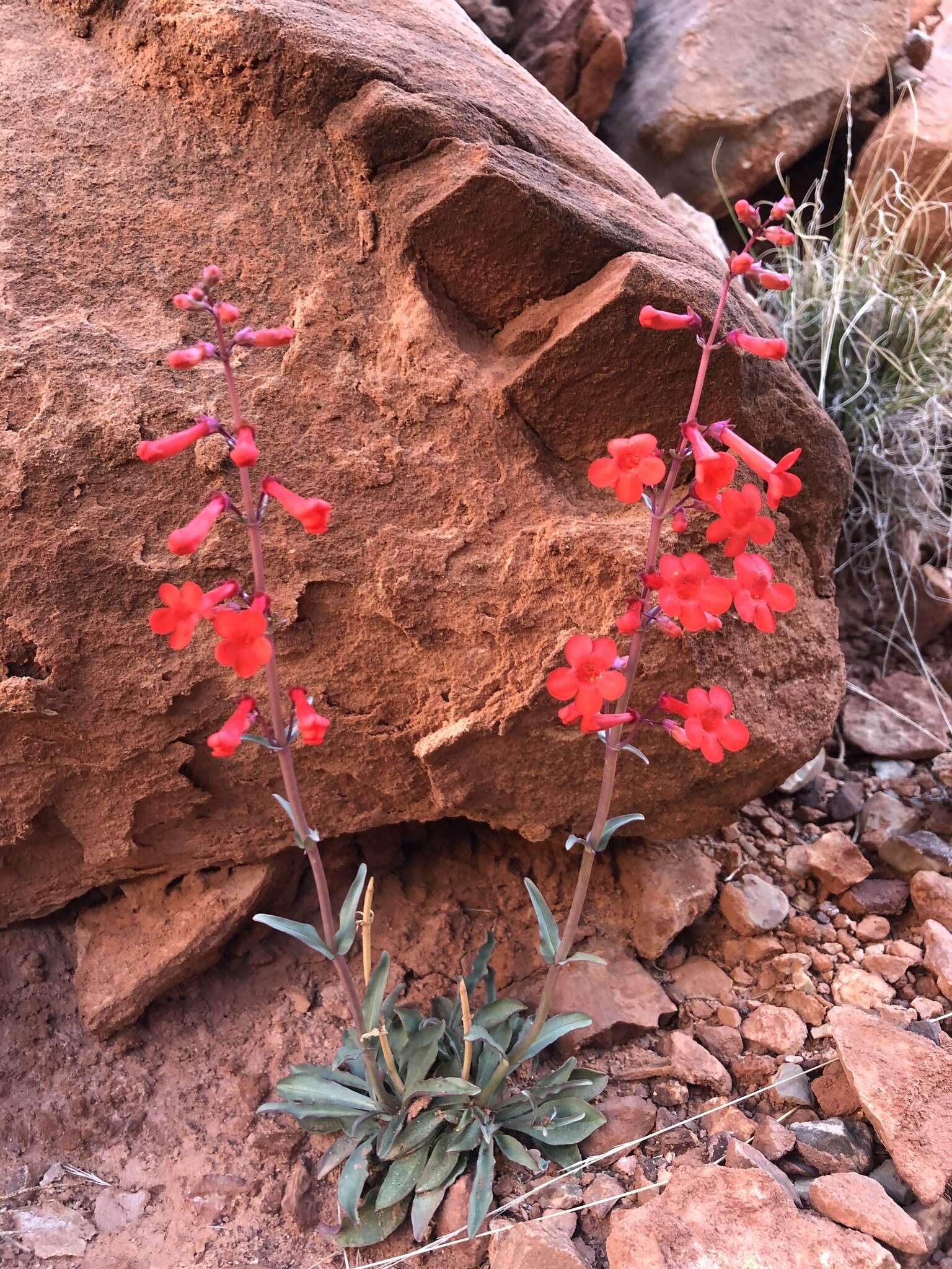 Image of Utah penstemon