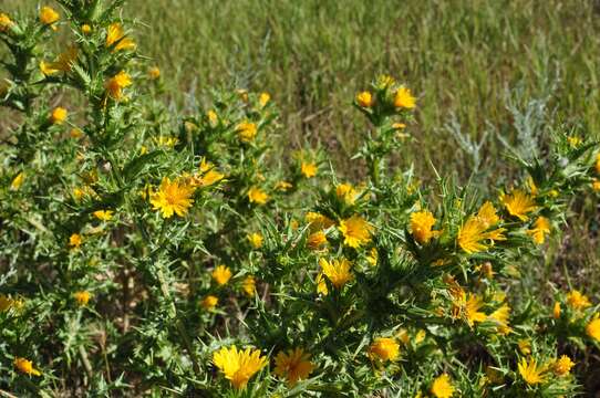 Image of goldenthistle