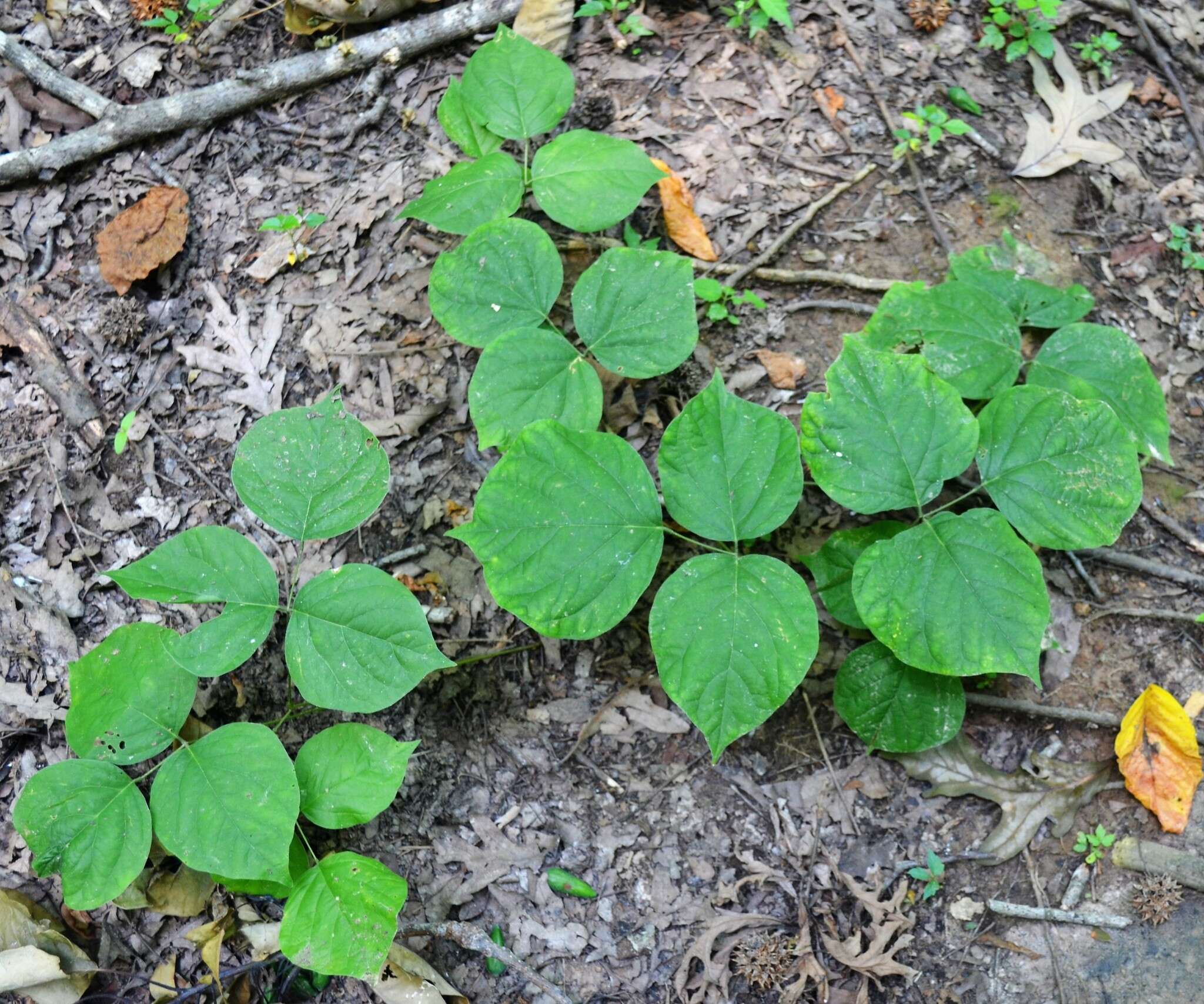 Plancia ëd Lackeya multiflora (Torr. & A. Gray) Fortunato et al.