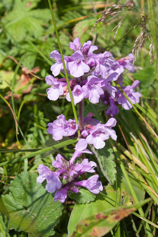 Image de Betonica macrantha K. Koch